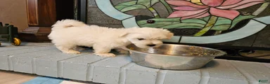 Morkie 1