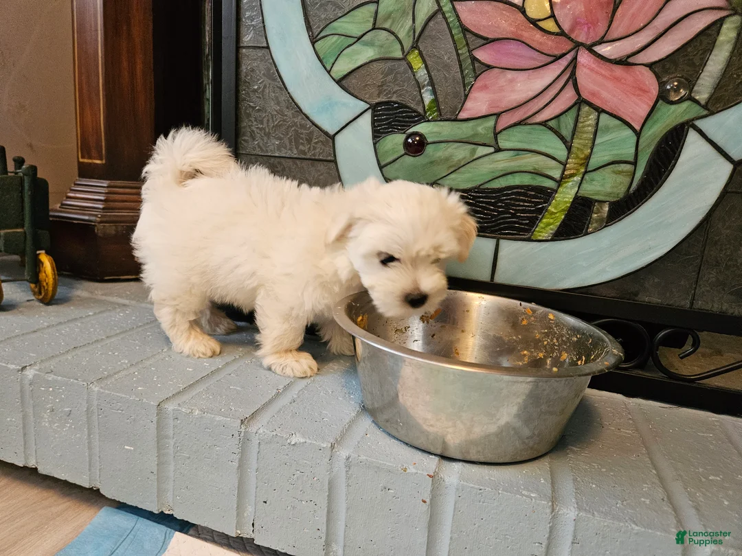 Morkie dogs for sale: Morkie 1 - Ad 1