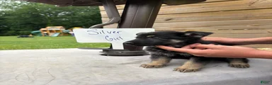 German Shepherd - Sliver -