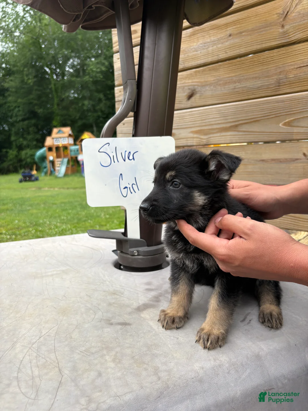 German Shepherd dogs for sale: German Shepherd - Sliver - - Ad 1