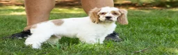 Cocker Spaniel dogs for sale: Freckles  - Ad 7