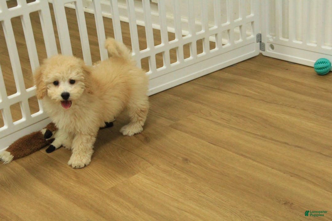 Bichpoo dogs for sale: Remi - Ad 1