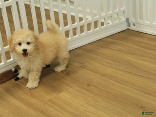 Bichpoo dogs Remi - Ad 26