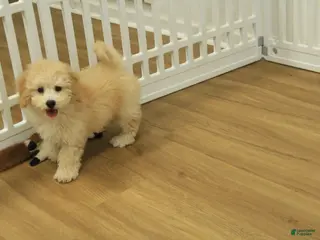 Bichpoo dogs Remi - Ad 10