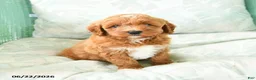 Miniature Poodle dogs for sale: Marcus - Ad 2