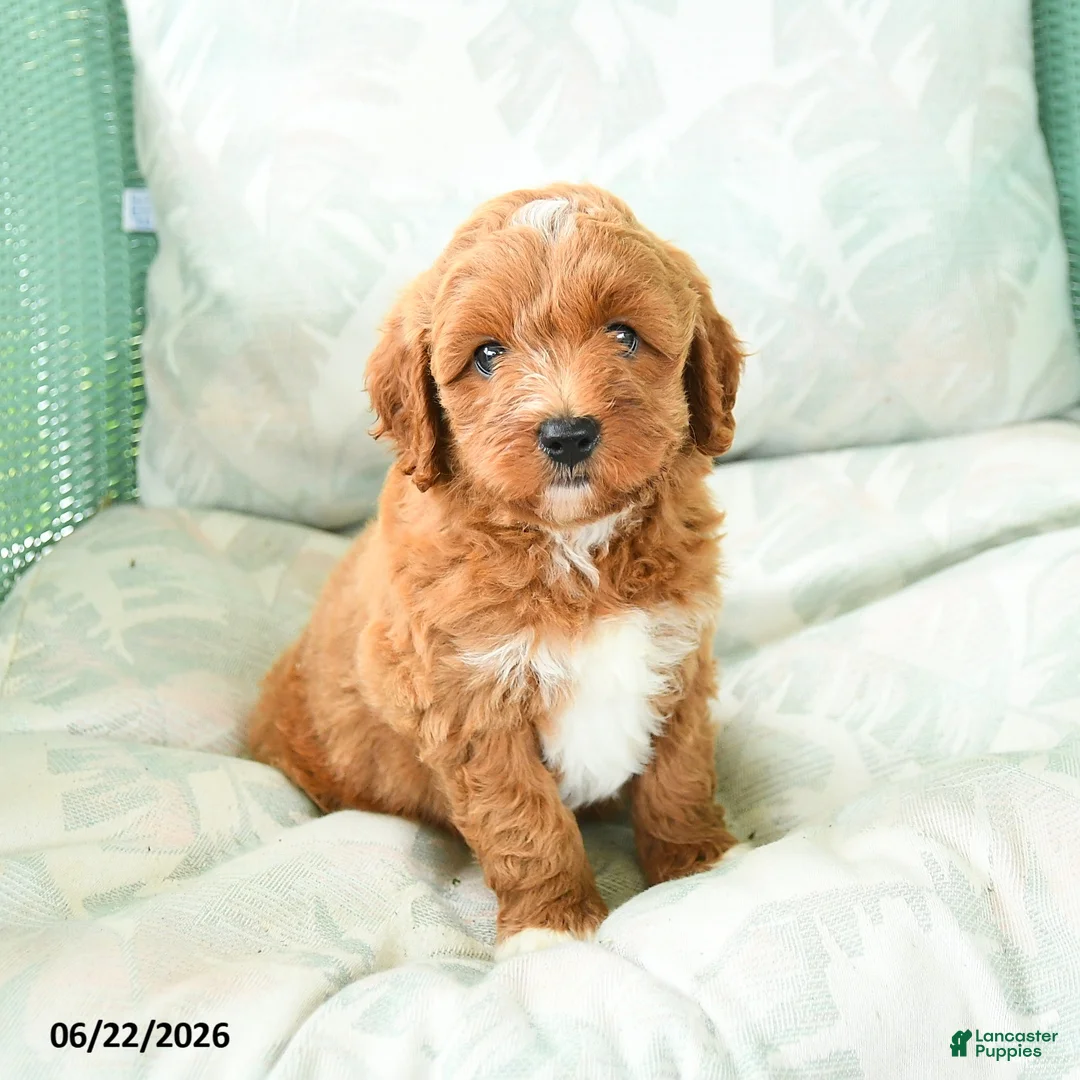 Miniature Poodle dogs for sale: Marcus - Ad 2
