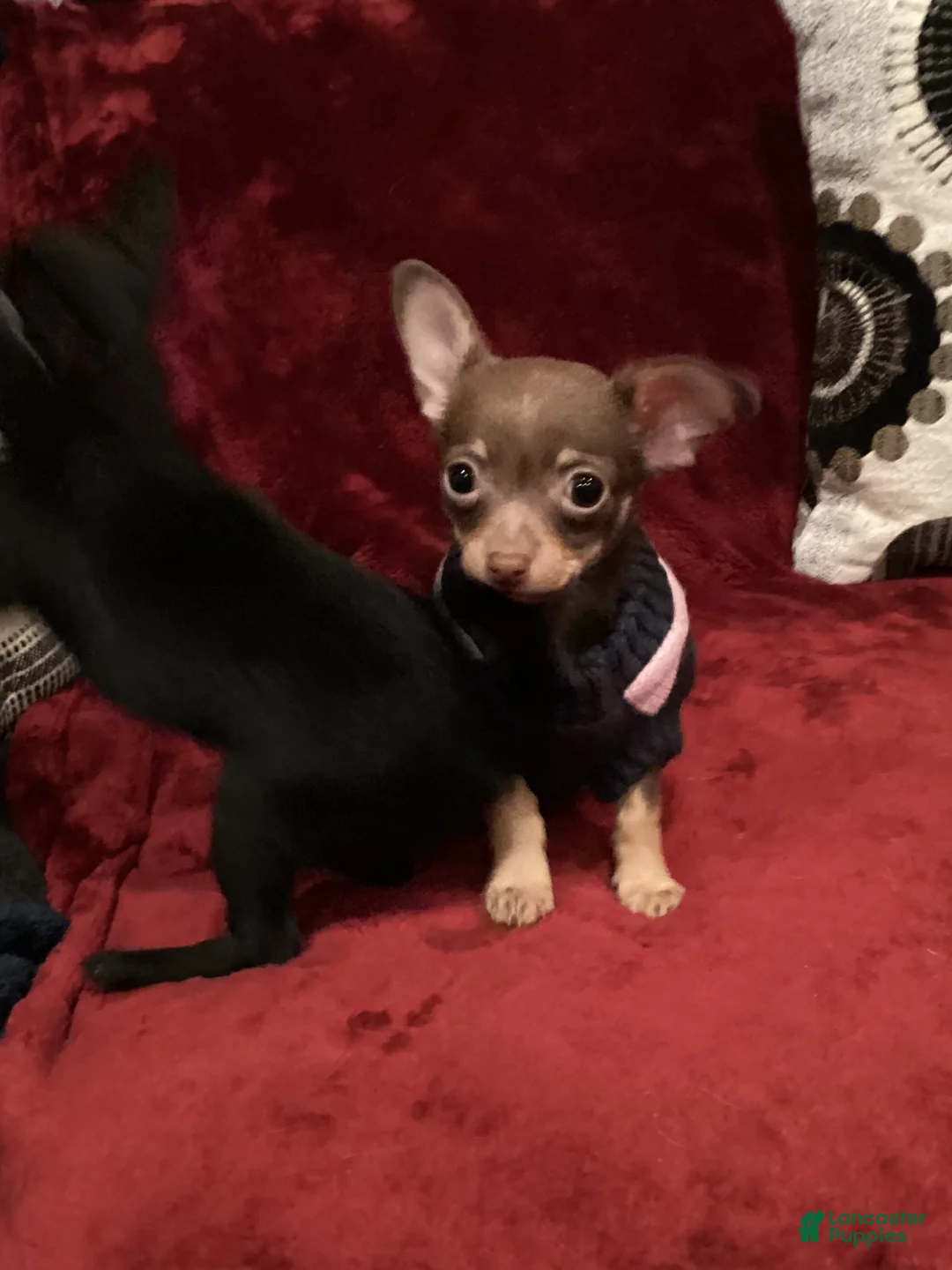Chihuahua dogs for sale: Apple - Ad 1
