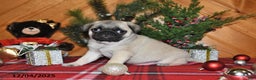 Pug dogs for sale: Christopher - Ad 2