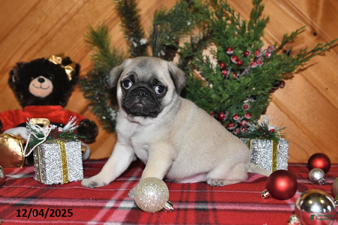 Pug dogs for sale: Christopher - Ad 2