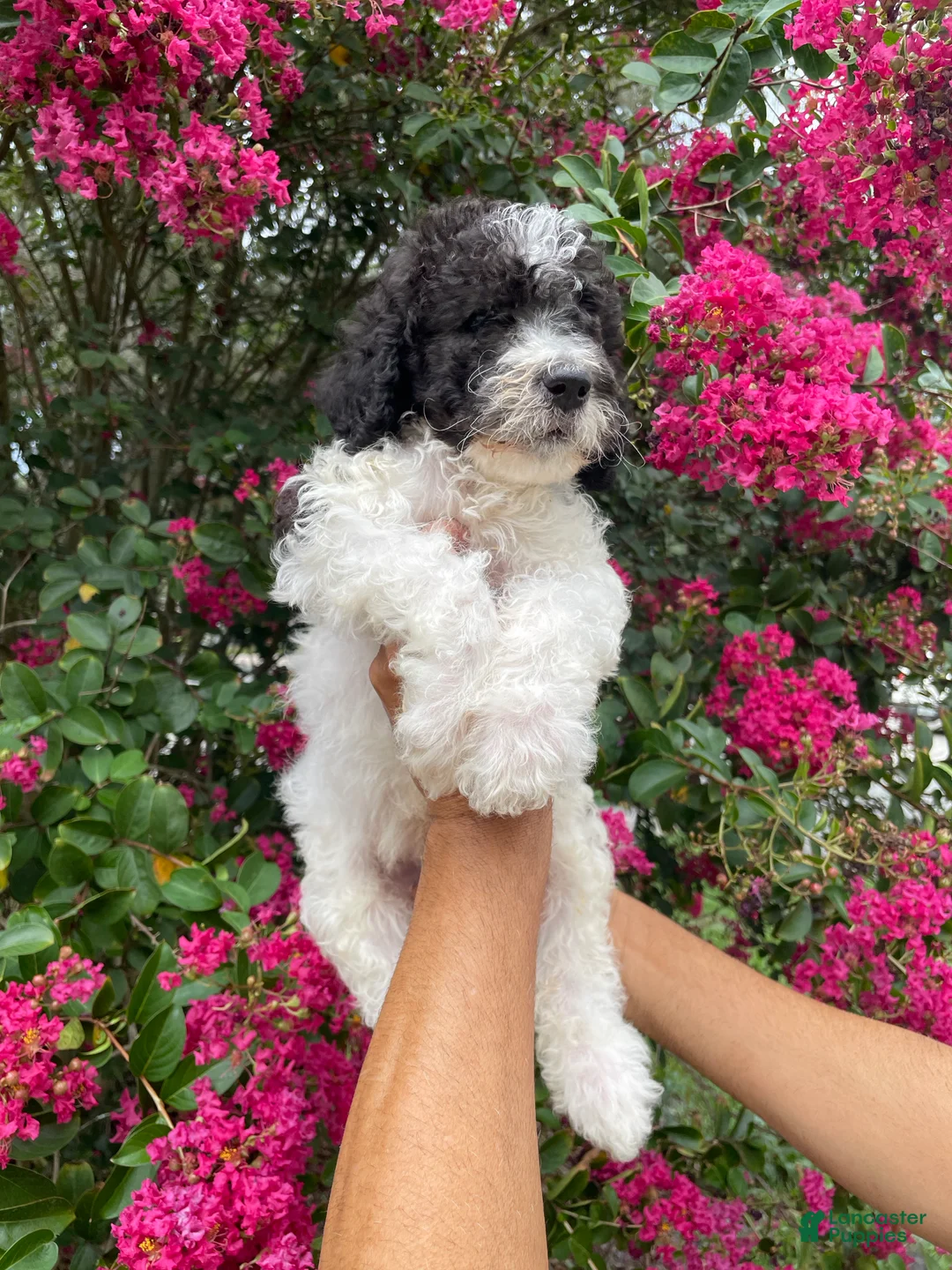 Goldendoodle dogs for sale: Champ - Ad 1