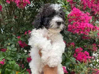 Goldendoodle dogs Champ - Ad 3