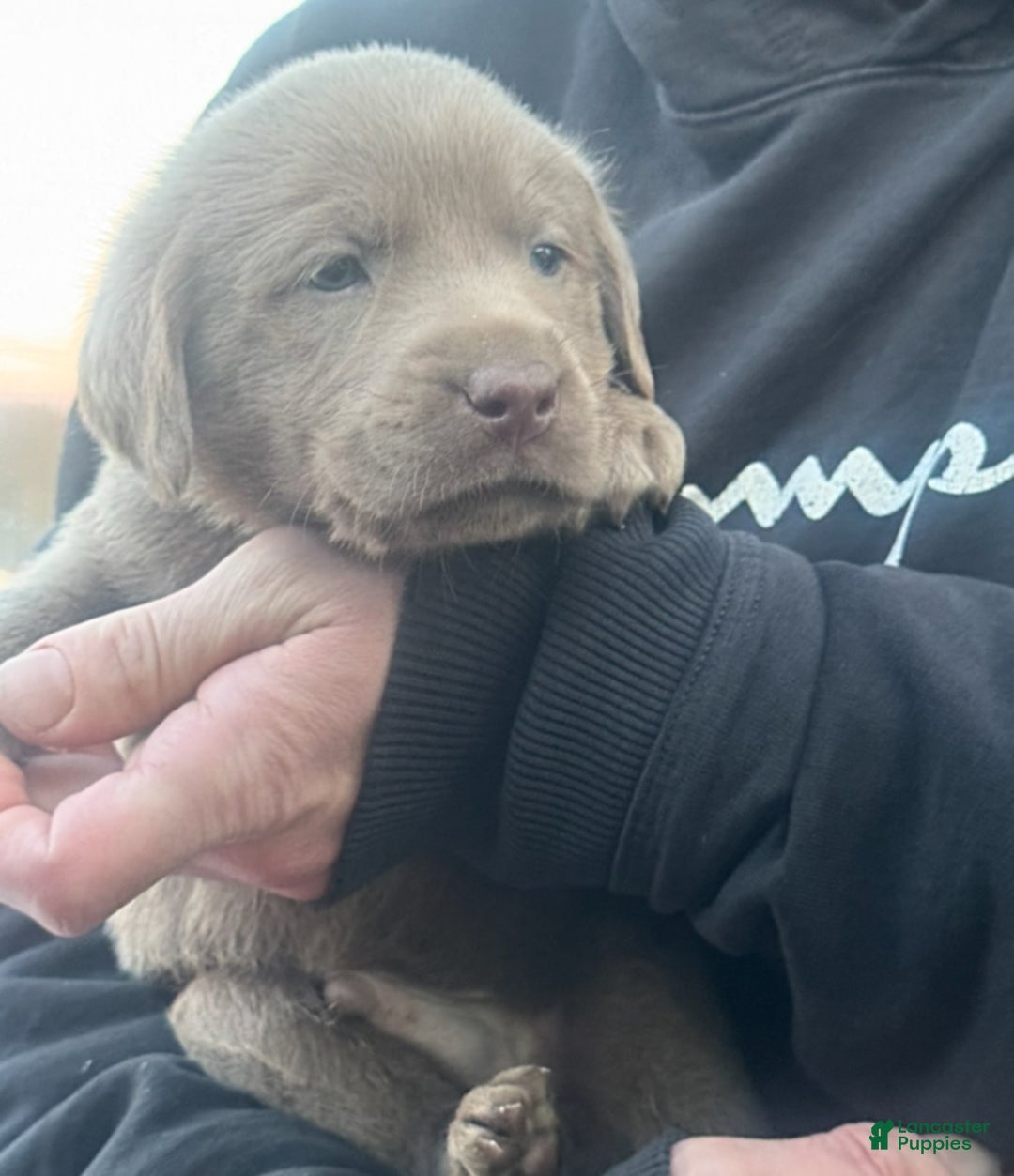 Labrador Retriever dogs for sale: Labrador Retriever Puppy 1 - Ad 9