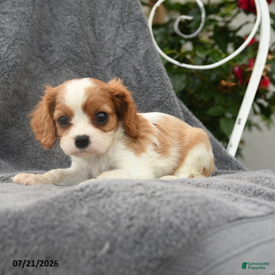Cavalier King Charles Spaniel dogs Stella - Ad 2