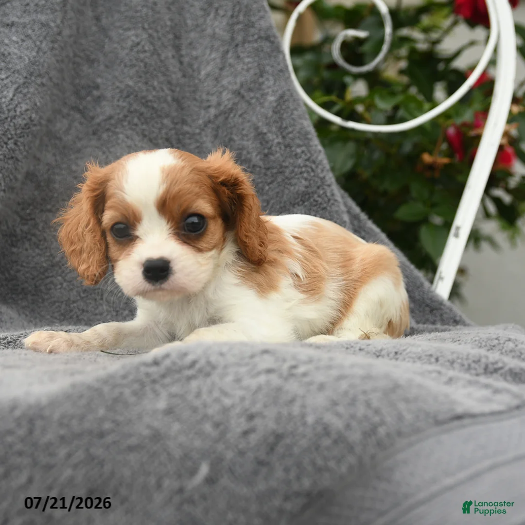 Cavalier King Charles Spaniel dogs for sale: Stella - Ad 2