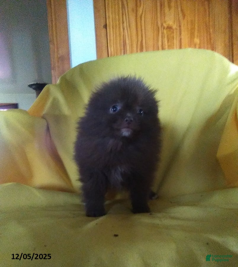 Pomeranian dogs Tim - Ad 32