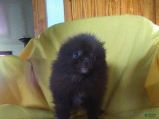 Pomeranian dogs Tim - Ad 41
