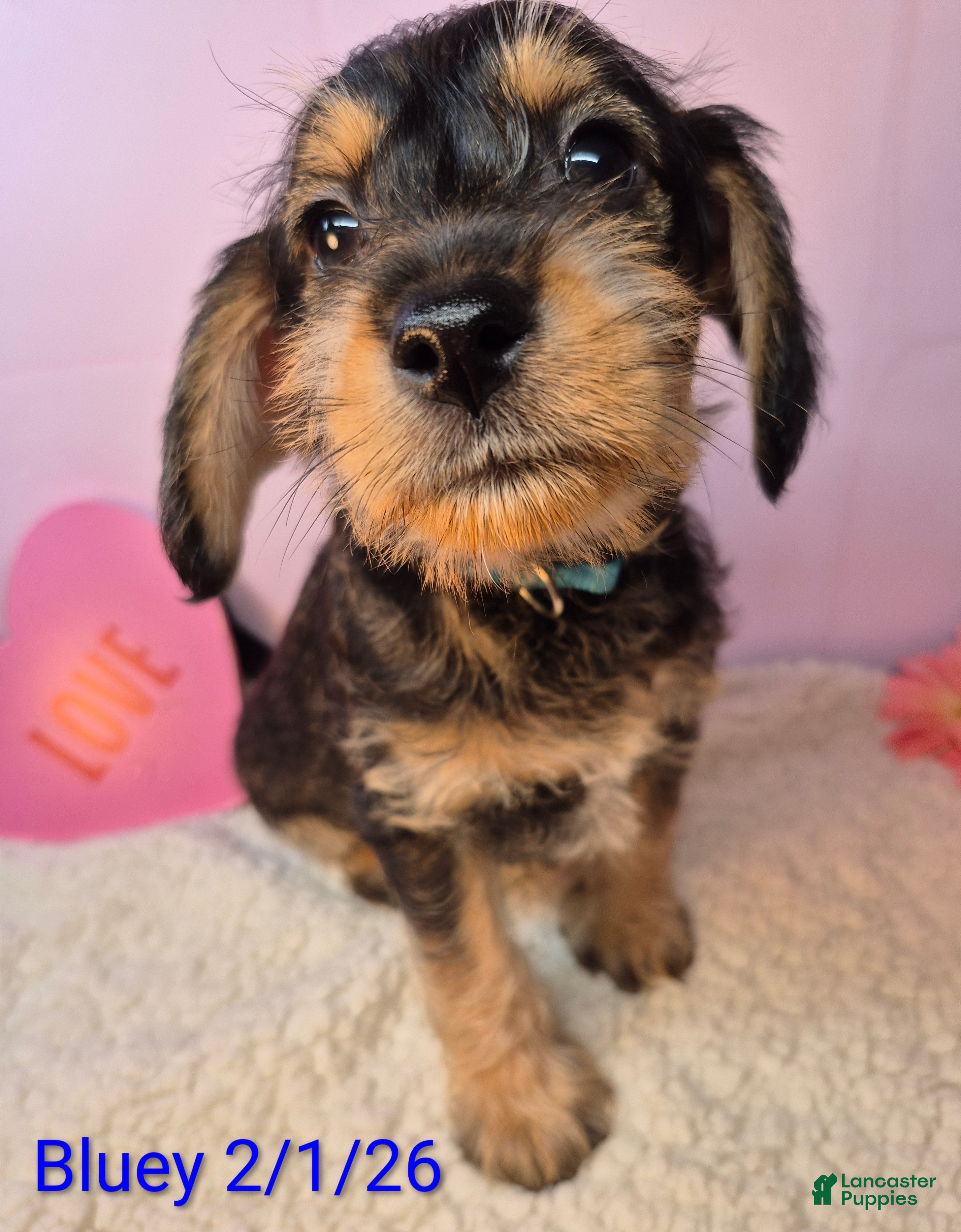 Mixed Breed dogs Mixed Breed Puppy 3 - Ad 36