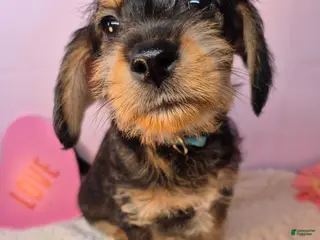 Mixed Breed dogs Mixed Breed Puppy 3 - Ad 36