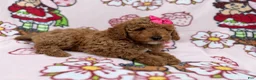 Cockapoo dogs for sale: Remi - Ad 9