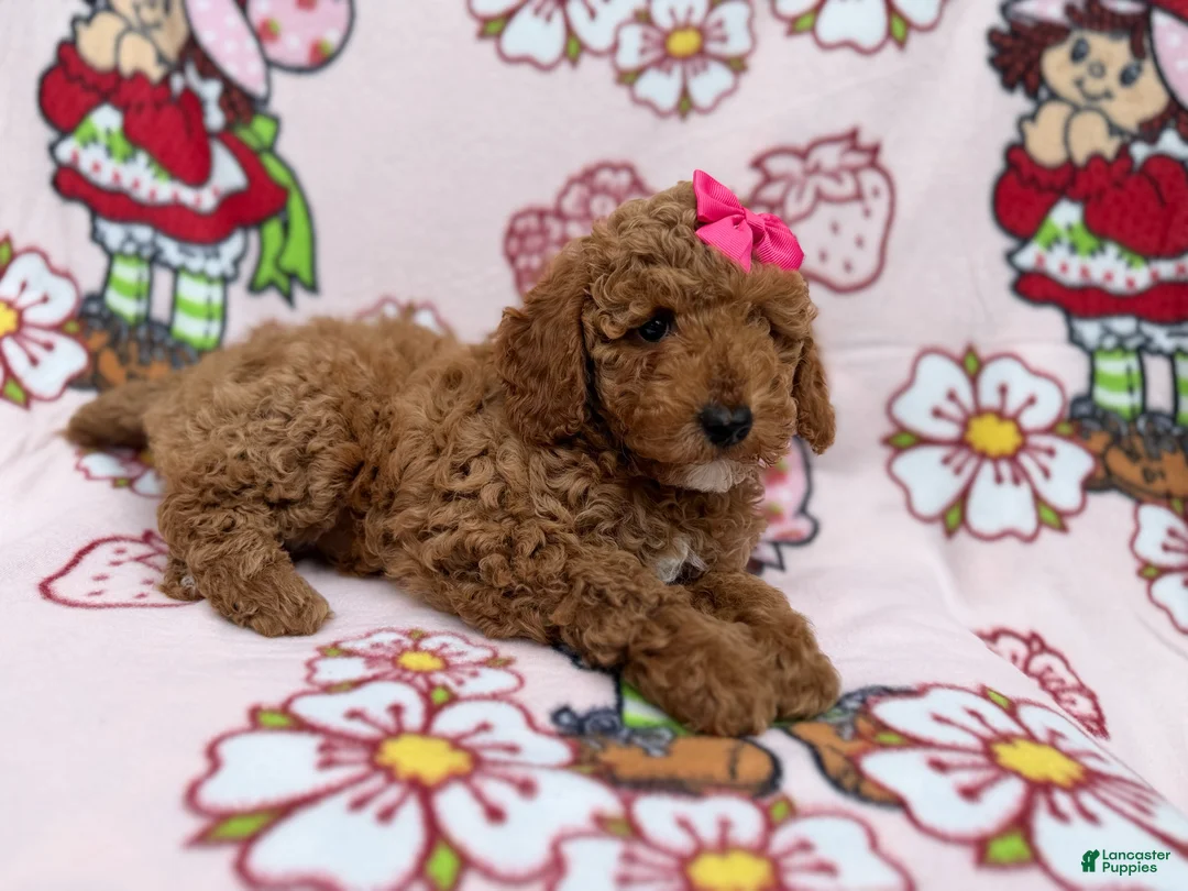 Cockapoo dogs for sale: Remi - Ad 9