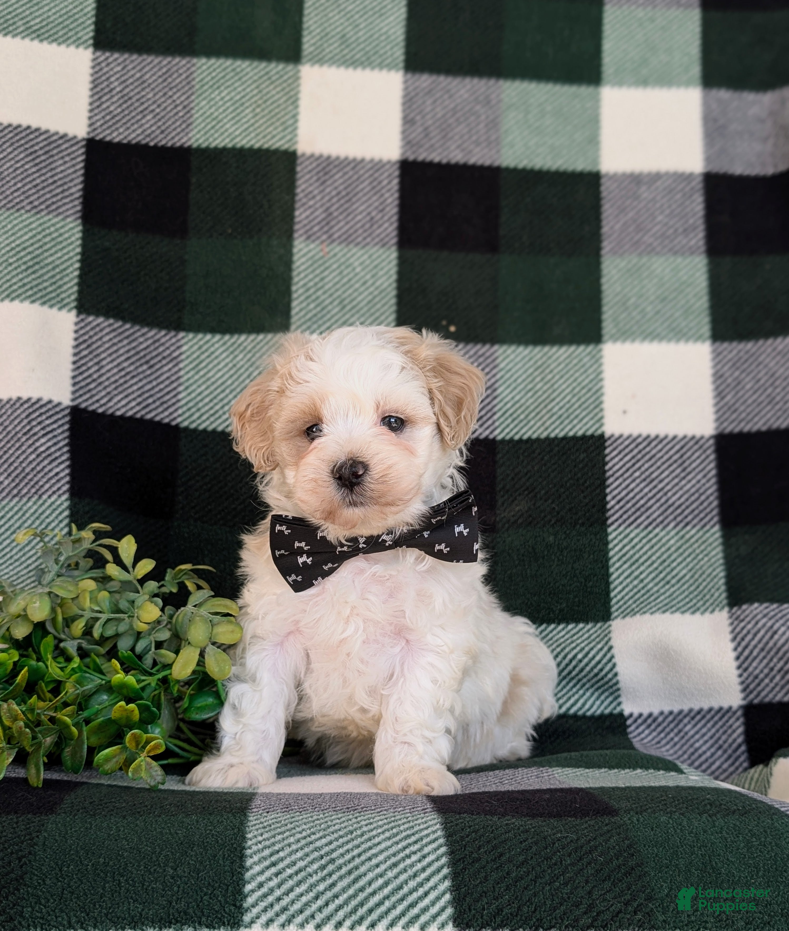Maltipoo dogs for sale: Oscar - Ad 6