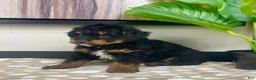 Mini Bernedoodle dogs for sale: Basil - Ad 5