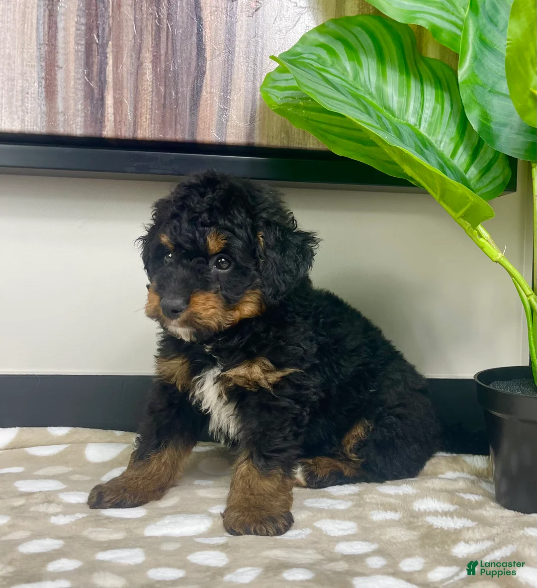 Mini Bernedoodle dogs for sale: Basil - Ad 5