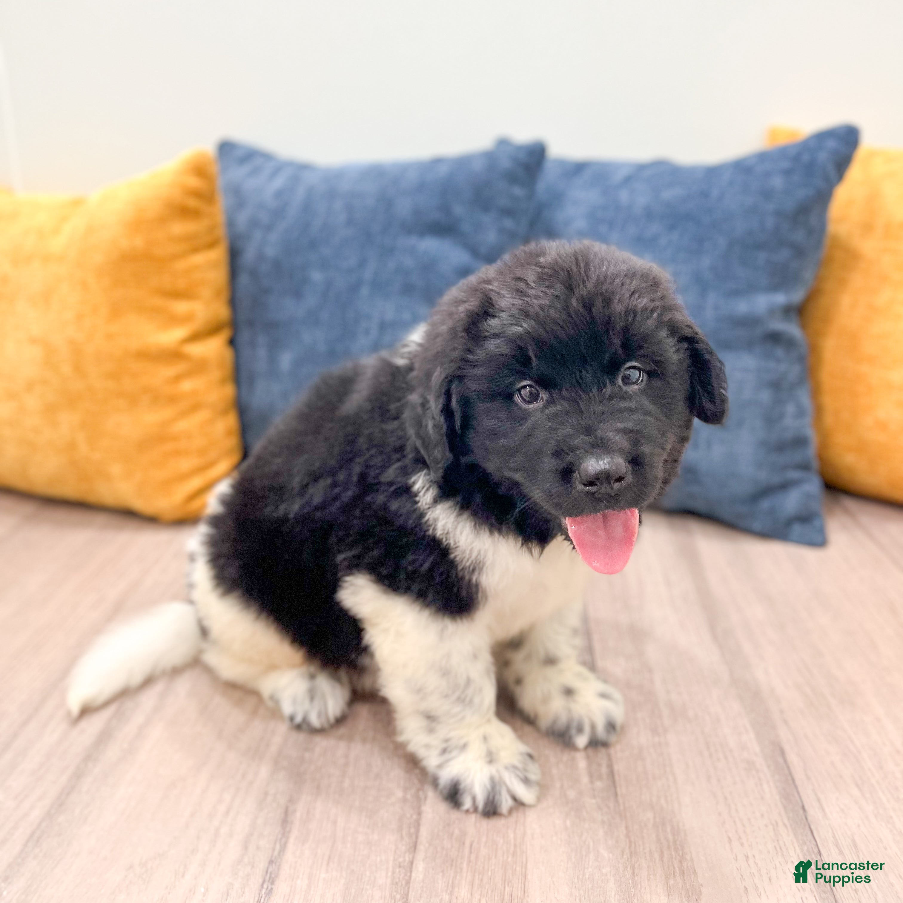 Newfoundland dogs for sale: Ranger - Ad 4