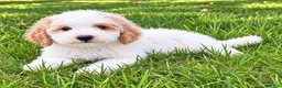 Miniature Poodle dogs for sale: Milo - Ad 2