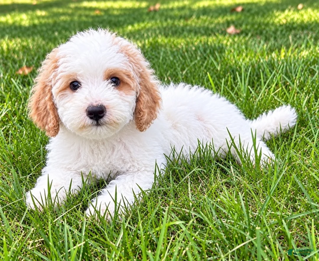Miniature Poodle dogs for sale: Milo - Ad 2