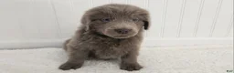 Newfoundland dogs for sale: AKC Evie - Ad 3