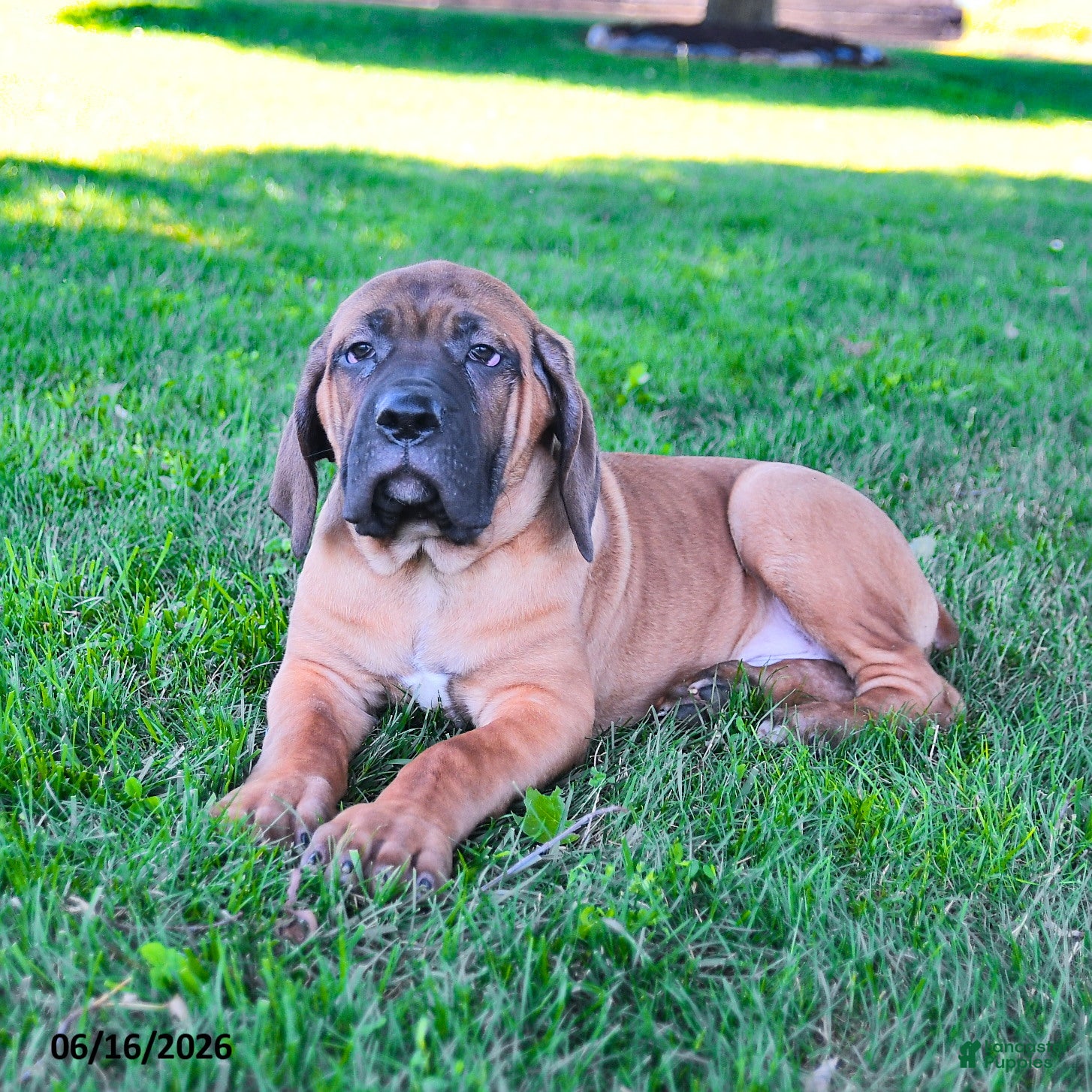 Cane Corso dogs Ivan - Ad 1