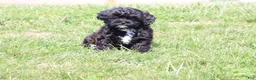 Shihpoo dogs for sale: Carry - Ad 4