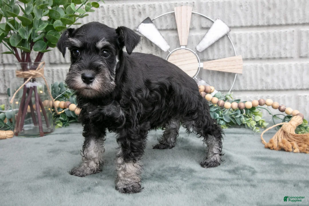 Miniature Schnauzer dogs for sale: Bev - Ad 3