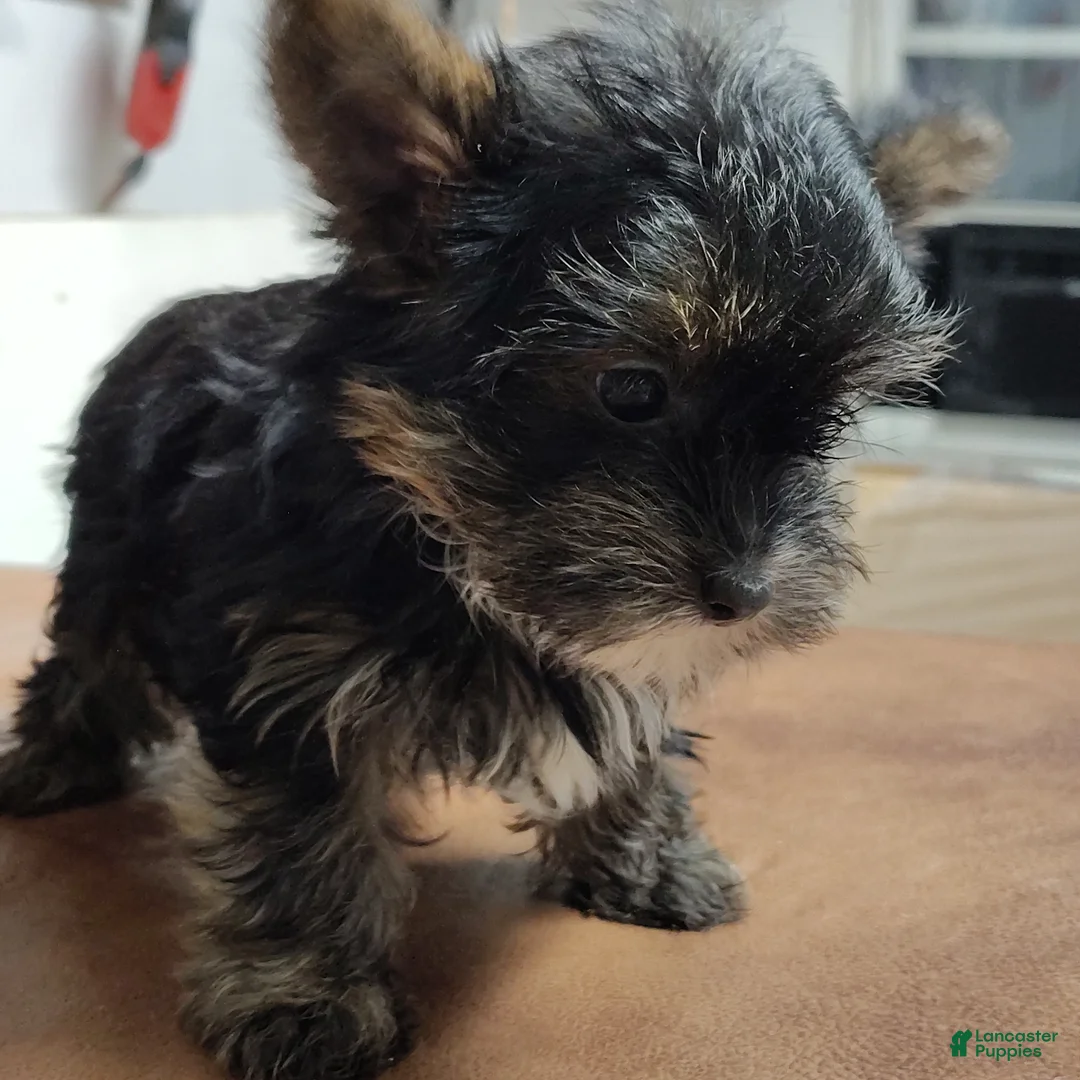 Yorkshire Terrier dogs for sale: Jiminy cricket - Ad 1