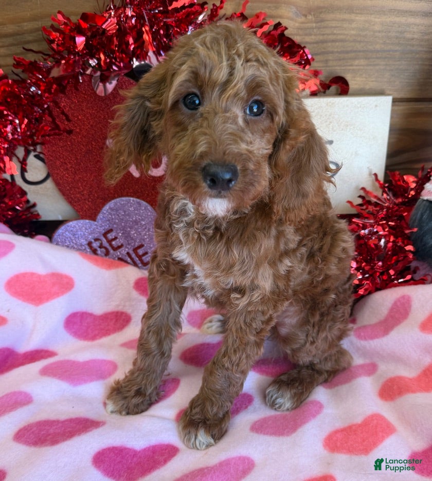 Mini Goldendoodle dogs Josie - Ad 1