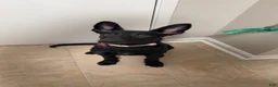 Mixed Breed dogs for sale: Mixed Breed 1 - Ad 2