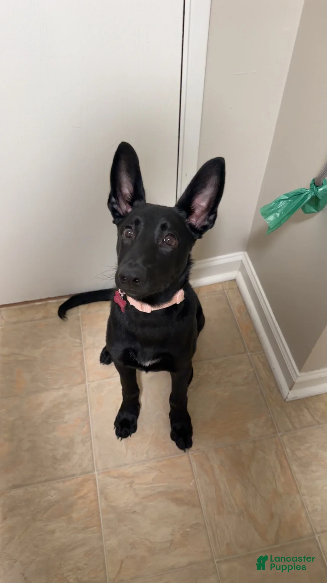 Mixed Breed dogs for sale: Mixed Breed 1 - Ad 2