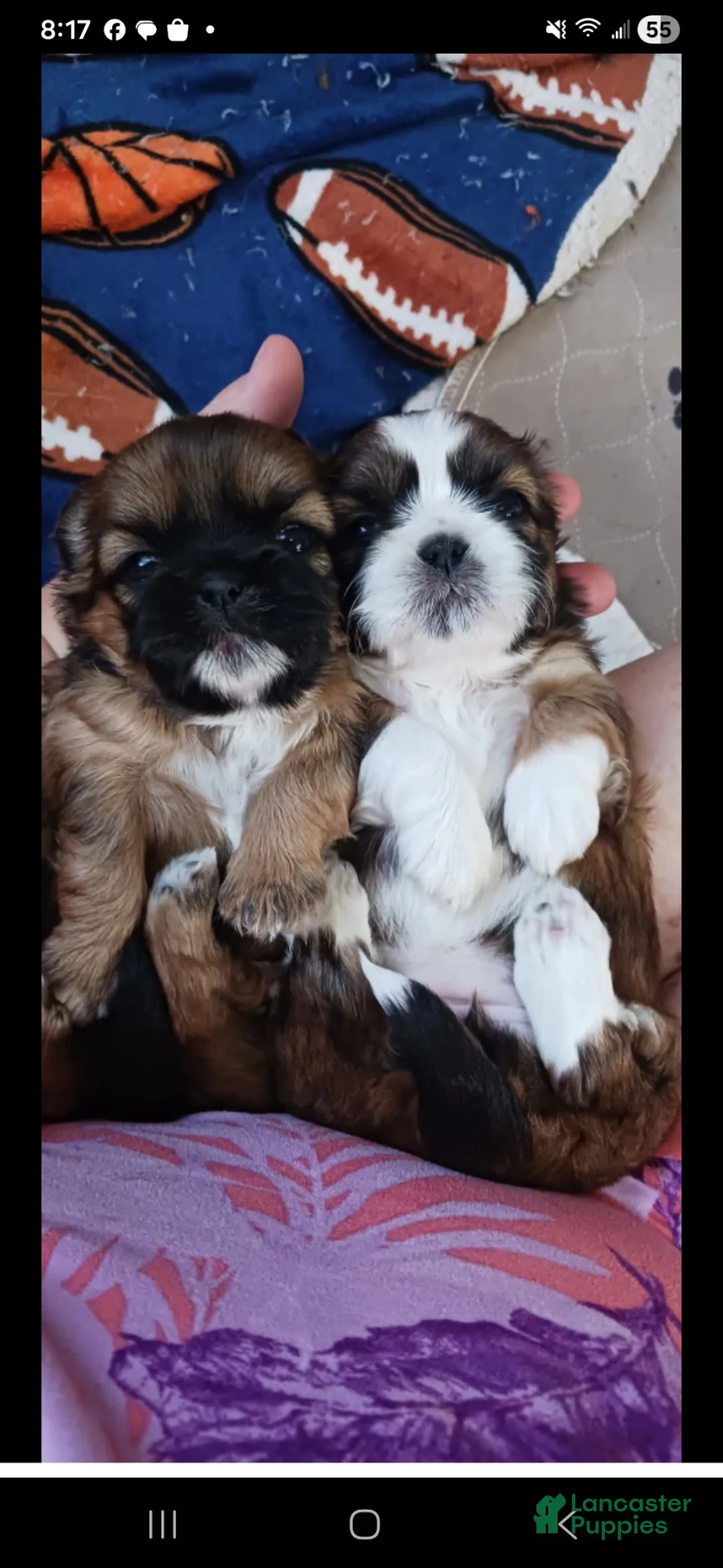 Gallery Image {{count}}