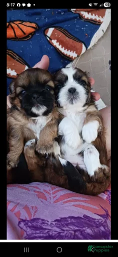 Gallery Image {{count}}