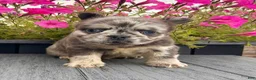 French Bulldog dogs for sale: Damon - Ad 6