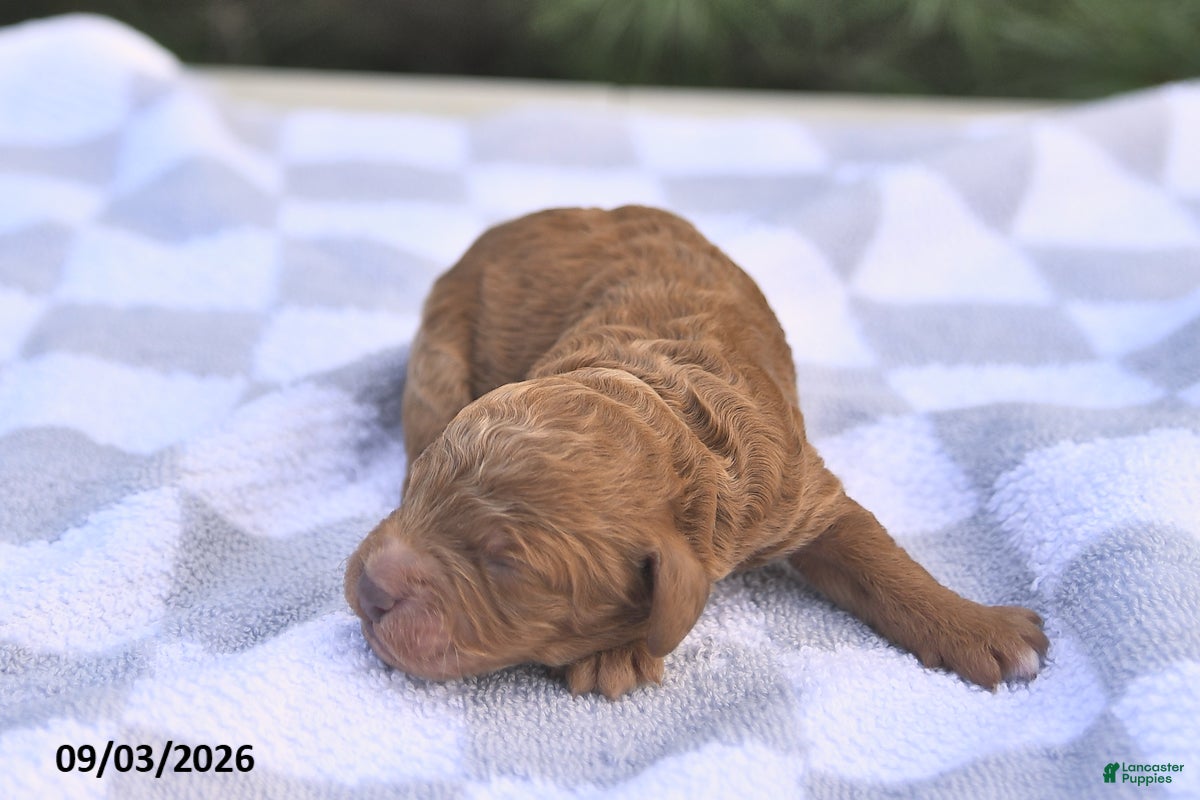 Mini Goldendoodle dogs Basil - Ad 2