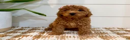 Mini Goldendoodle dogs for sale: Peach Collar 🐾🧡 - Ad 10