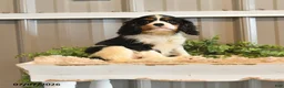 Cavalier King Charles Spaniel dogs for sale: Kami - Ad 10