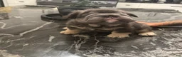 French Bulldog dogs for sale: Blackberry - Ad 3