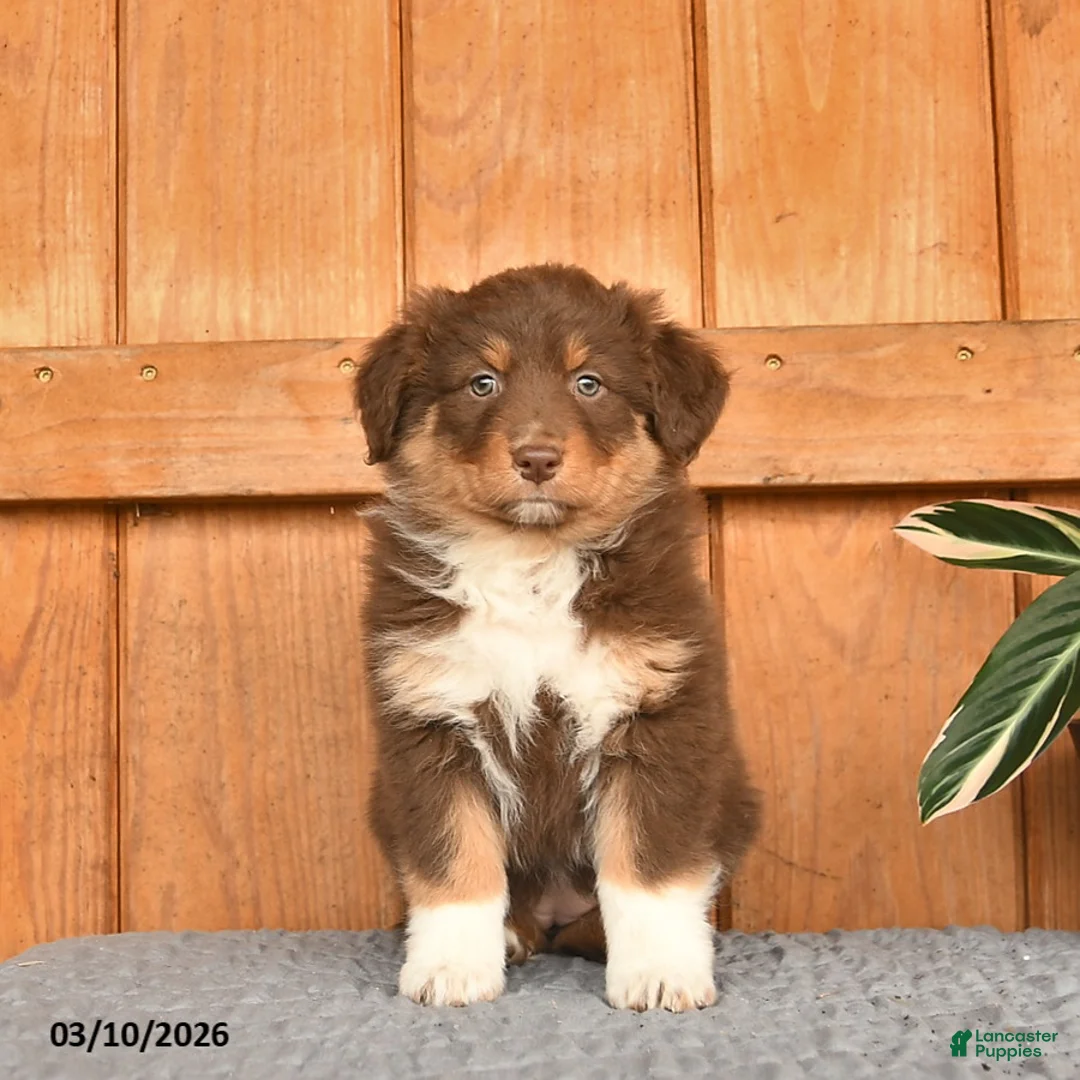 Australian Shepherd dogs for sale: Abigail  - Ad 1