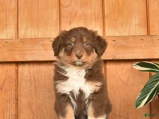 Australian Shepherd dogs for sale: Abigail - Ad 4