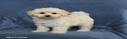 Maltipoo dogs for sale: Nancy - Ad 4