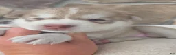 Siberian Husky dogs for sale: Georgia  - Ad 3