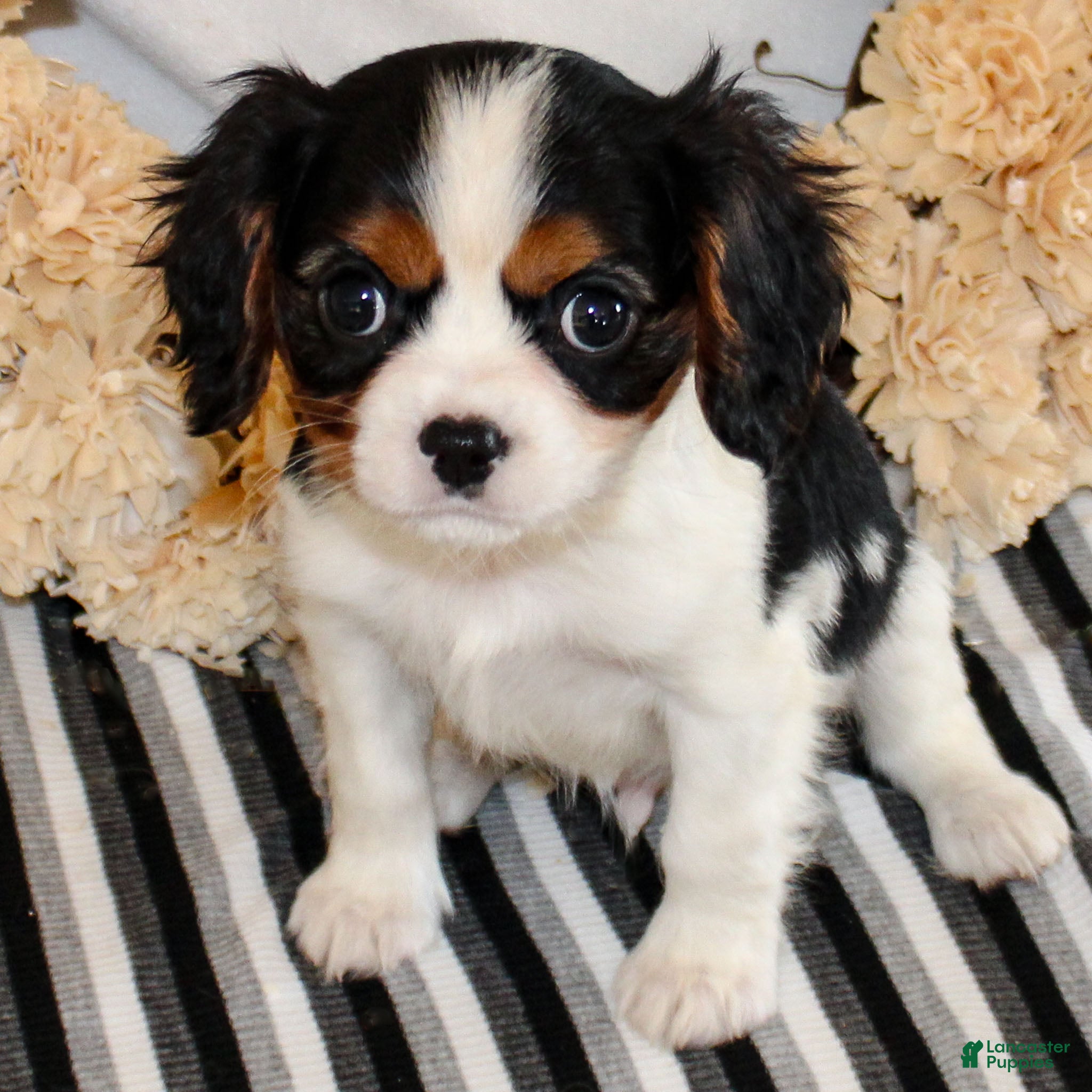 Cavalier King Charles Spaniel dogs Congo - Ad 3